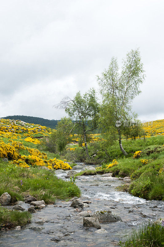 景观与开花的扫帚和塔恩河在蒙特Lozère -法国